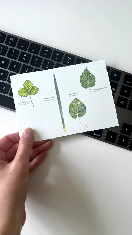 Vier Blätter Postkarte A6, Farbstift